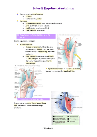 Tema-15-Regulacion-cardiaca.pdf