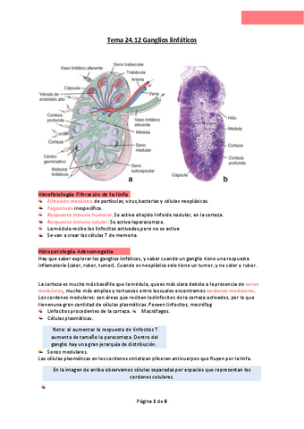 Tema-24.pdf
