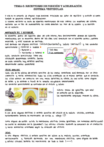 Tema-6.-Sistema-vestibular.pdf