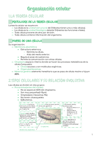 ORGANIZACION-CELULAR-DE-LOS-S.V..pdf