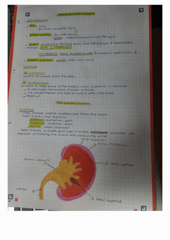 Excretory-System.pdf
