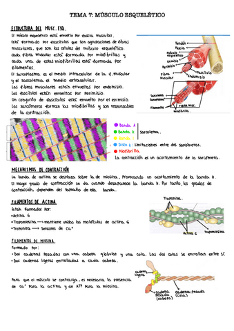 Tema-7.-Musculo-esqueletico..pdf