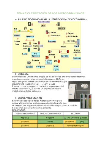 TEMA-5-CLASIFICACION-DE-LOS-MICROORGANISMOS.pdf