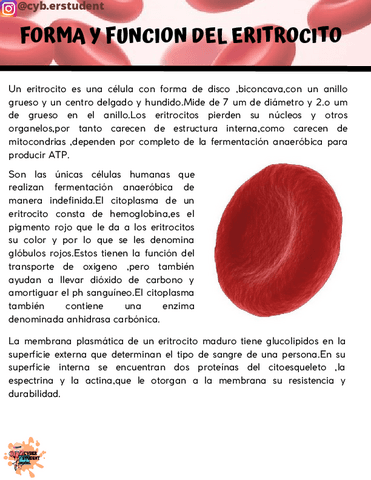 FORMA-Y-FUNCION-DEL-ERITROCITO.pdf