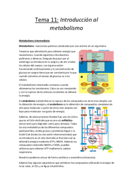 Tema 11.pdf