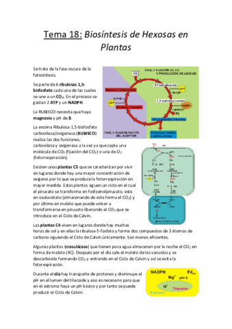 Tema 18.pdf