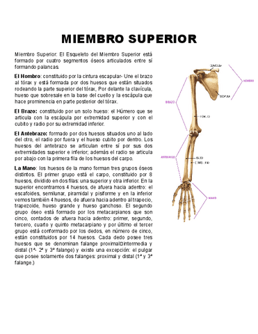 Miembro-superior.pdf