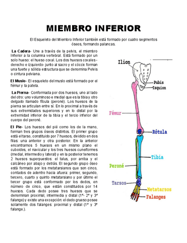 Miembro-Inferior.pdf