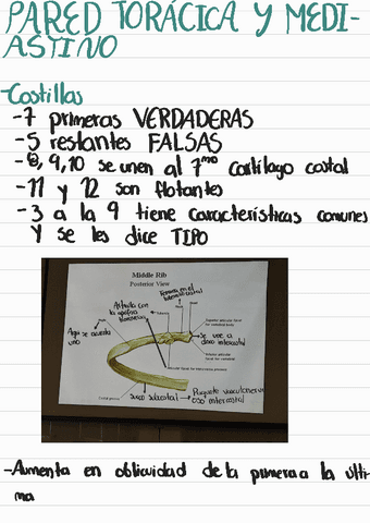 Pared-toracica-y-mediastino-CLASE-2-DE-MARZO.pdf