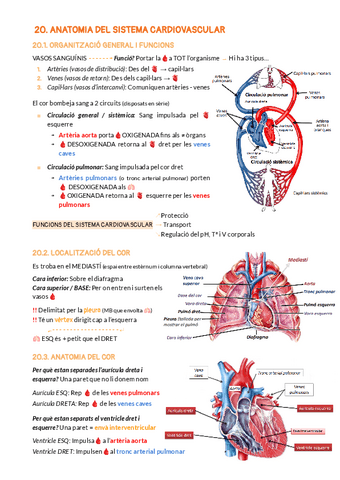 BLOC-6-SISTEMA-CARDIOVASCULAR.pdf