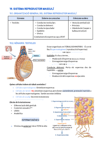 BLOC-5-SISTEMA-REPRODUCTOR.pdf