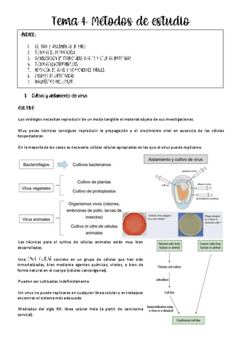 tema-4-virologia.pdf