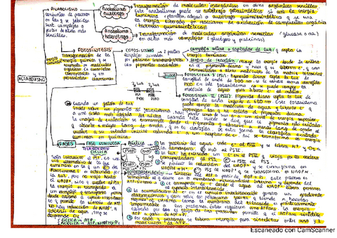 RESUMEN-METABOLISMO.-ANABOLISMO.pdf