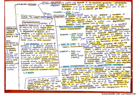 RESUMEN-METABOLISMO.-CATABOLISMO.pdf