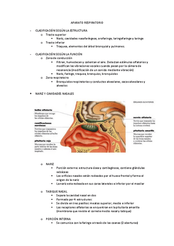 Anatomia-aparato-respiratorio.pdf