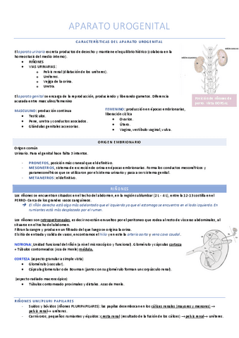Aparato urogenital.pdf