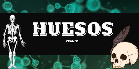 HUESOS-DEL-CRANEO.pdf