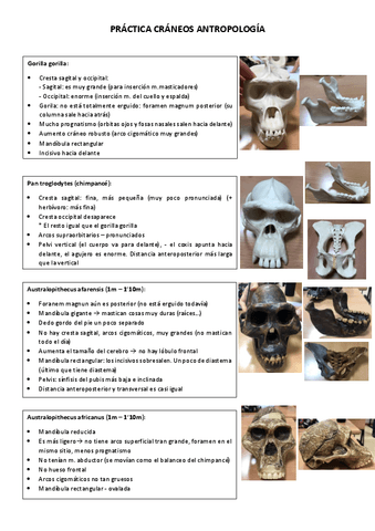 Practicas-antropologia.pdf