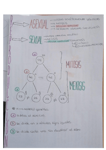 esquema-mitosis-meiosis.pdf