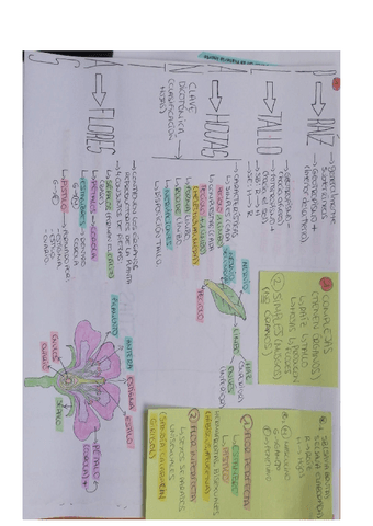 esquema-plantas.pdf