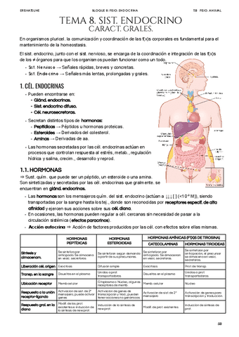 Tema-8-Sistema-endocrino.pdf