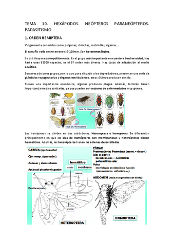 TEMA-10.-Hexapodos.-Neopteros-paraneopteros.-Parasitismo.pdf