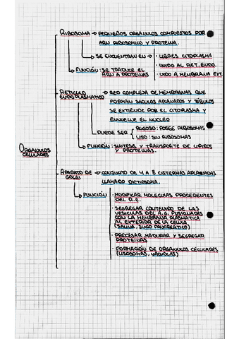 Organulos-Celulares-1.pdf