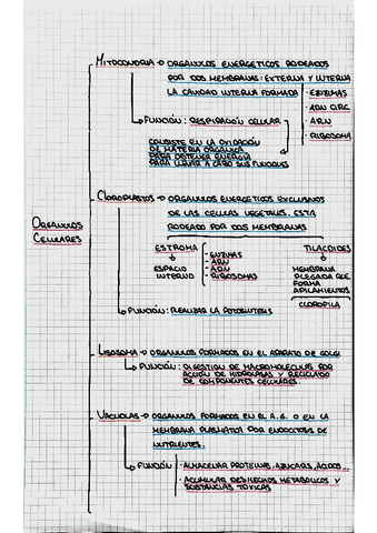 Organulos-Celulares-2.pdf