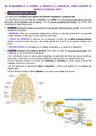 Tema-4-anatomia-pt.-2.pdf