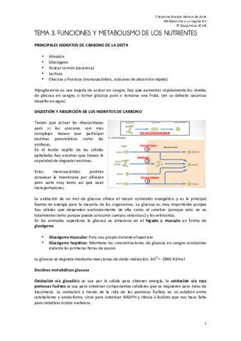 TEMA 3 metabolismo FINAL.pdf