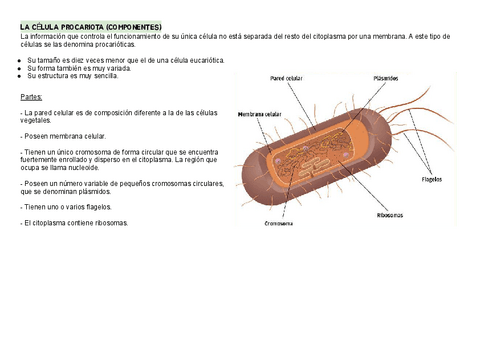 BIOLOGIA-Y-GEOLOGIA-ESO-LA-CELULA-PROCARIOTA.pdf