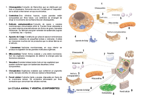 BIOLOGIA-Y-GEOLOGIA-ESO-LAS-CELULA-ANIMAL-Y-VEGETAL.pdf