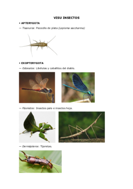 Insectos.pdf