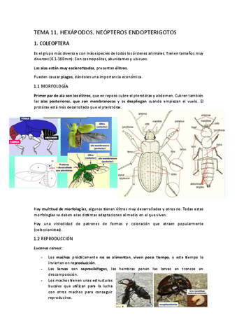 TEMA-11.-Hexapodos.-Neopteros-endopterigotos.pdf