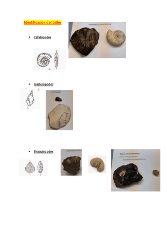 Fosilesapuntes-examen.pdf