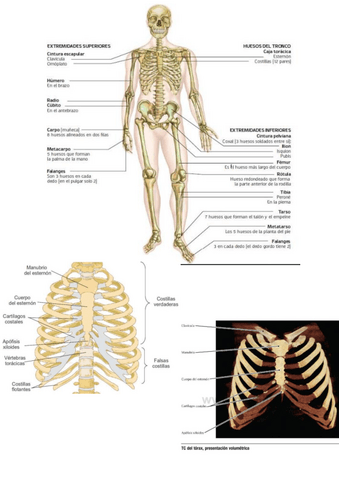 IMAGENES-APARATO-LOCOMOTOR.pdf