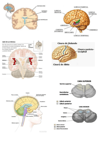 IMAGENES-SISTEMA-NERVIOSO-Y-DE-LOS-ORGANOS-DE-LOS-SENTIDOS.pdf