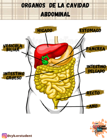 ORGANOS-DE-LA-CAVIDAD-ABDOMINAL.pdf