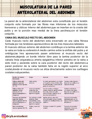 MUSCULATURA-DE-LA-PARED-DEL-ABDOMEN.pdf