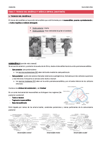 TEMA 7 - Tronco del encéfalo y médula espinal (Anatomía).pdf