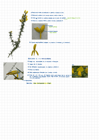 practicas-botanica-2023.pdf