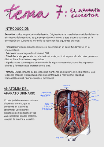 7.-El-aparato-excretor.pdf