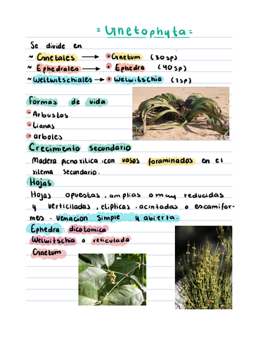 Gnetophyta.pdf