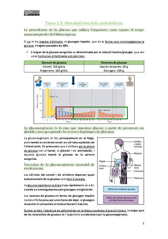Tema-2.3.-Metabolisme-dels-carbohidrats.pdf