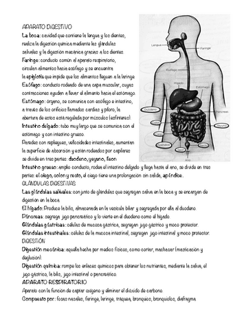 APUNTES-BIO-2EVA-Aparato-digestivo.pdf