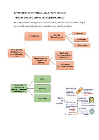 Resumen-UD1-ESTRUCTURA-Y-ORGANIZACION-DEL-CUERPO-HUMANO.pdf