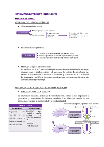Esquema-resumen-UD7-Sistema-nervioso-y-endocrino.pdf