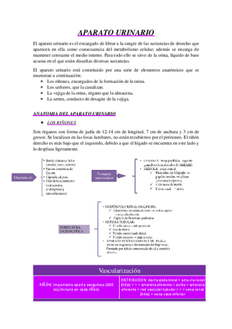 Esquema-resumen-UD-10-APARATO-URINARIO.pdf