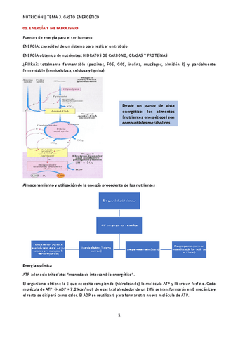TEMA-3.-GASTO-ENERGETICO-AG.pdf