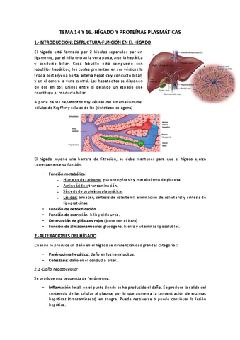 Tema 14-16.-Hígado y proteínas plasmáticas.pdf